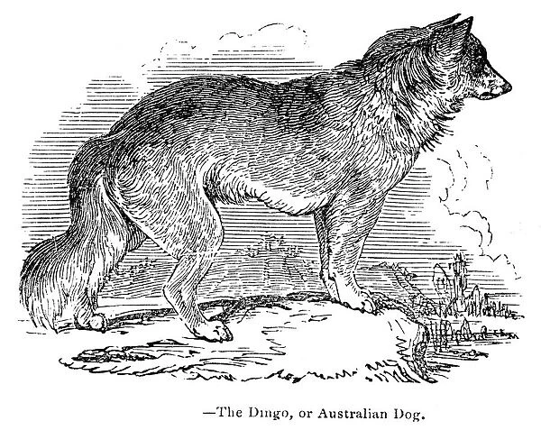 Dingo austalian dog engraving 1893