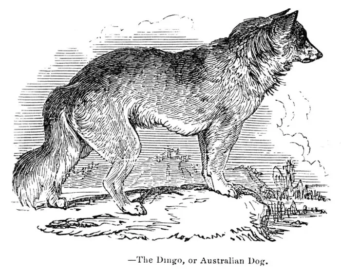 Framed Print : Dingo austalian dog engraving 1893 Framed Print : Dingo austalian dog engraving 1893
