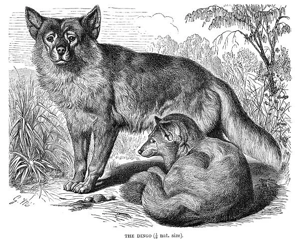 Dingo engraving 1894