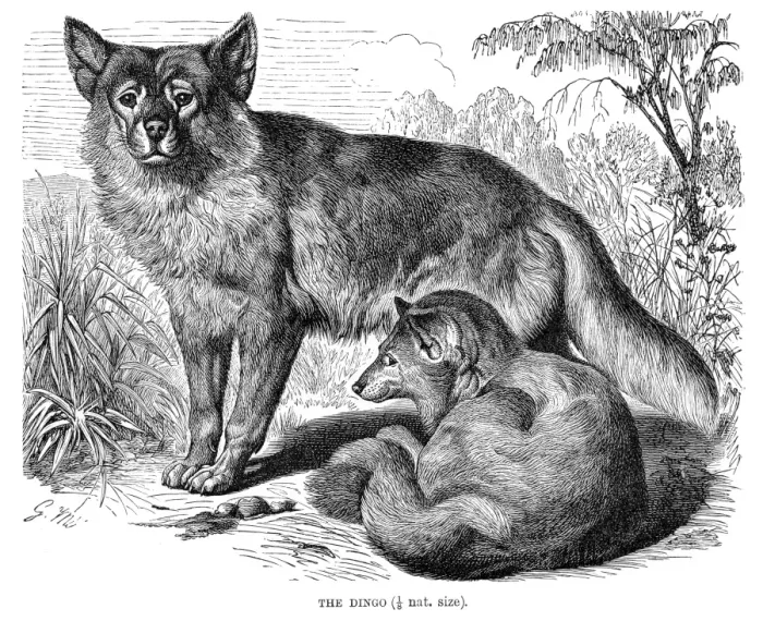 Framed Print : Dingo engraving 1894 Framed Print : Dingo engraving 1894