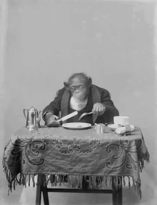 Framed Print : Dining Ape