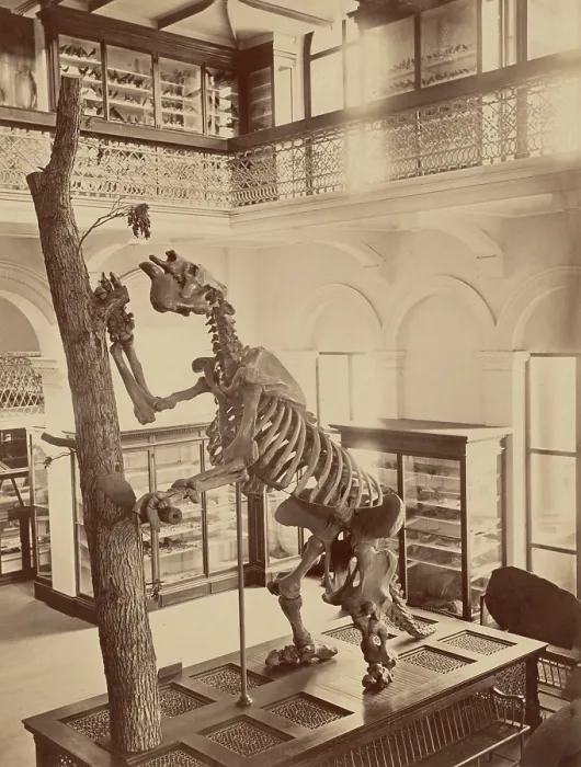 Framed Print : Dinosaur, Museum of Natural History, Boston Framed Print : Dinosaur, Museum of Natural History, Boston