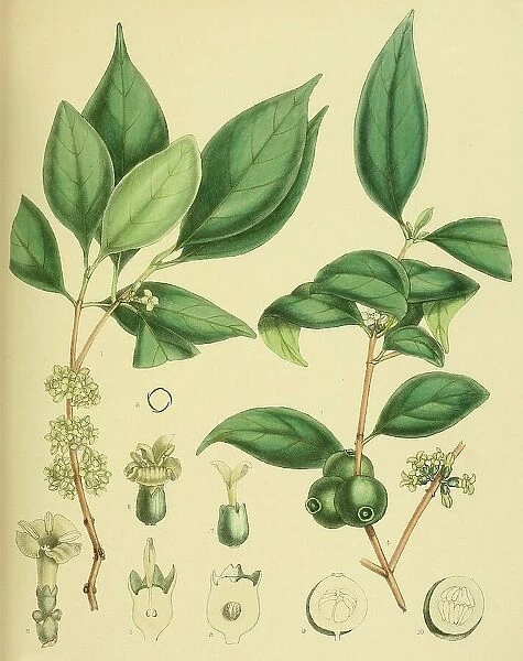 Diplospora dalzellii, native to Southeast Asia, Sri Lanka, digitally restored historical colour print from 1893