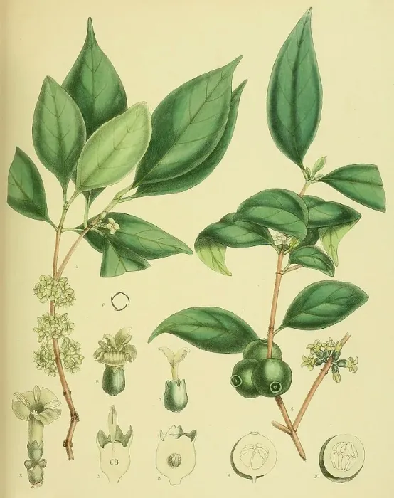 Framed Print : Diplospora dalzellii, native to Southeast Asia, Sri Lanka, digitally restored historical colour print from 1893 Framed Print : Diplospora dalzellii, native to Southeast Asia, Sri Lanka, digitally restored historical colour print from 1893