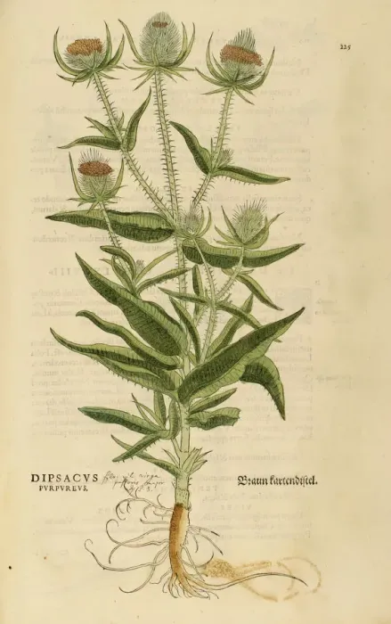 Framed Print : Dipsacus purpureus hand coloured woodcut Framed Print : Dipsacus purpureus hand coloured woodcut