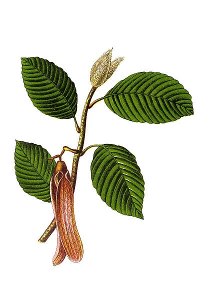 Dipterocarpus retusus, chhe tiel pre: ng, dong jing long nao xiang
