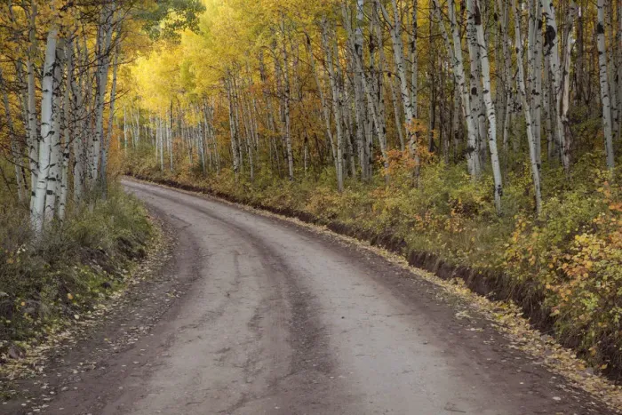 Framed Print : Dirt road through aspen forest, San Juan Mountains, Colorado, USA Framed Print : Dirt road through aspen forest, San Juan Mountains, Colorado, USA