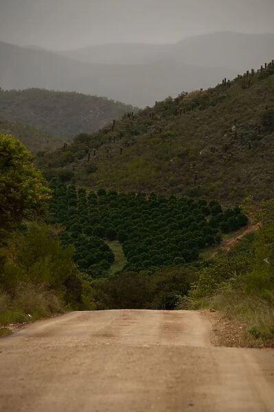 Dirt road through hills, Baviaans Kloof, Eastern Cape Province, South Africa