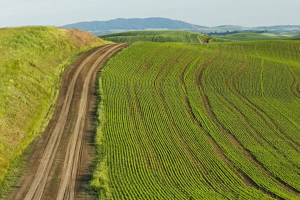 Empty dirt road across rolling hills of wheat crop, Palouse, Washington State, USA