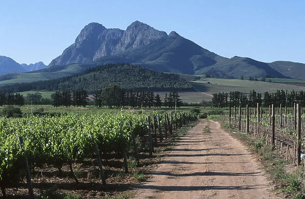 Dirt Road Running Through Vineyard with Mountains in the Background