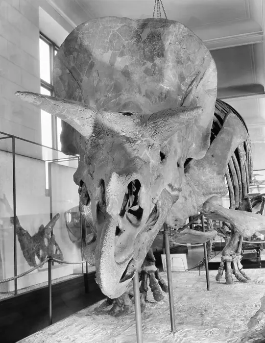 Framed Print : Display of Large Prehistoric Skeleton Framed Print : Display of Large Prehistoric Skeleton