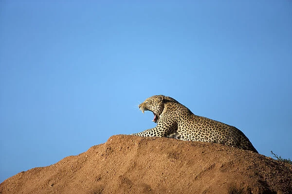 Distant view of a Leopard (Panthera Pardus) laying on a hill