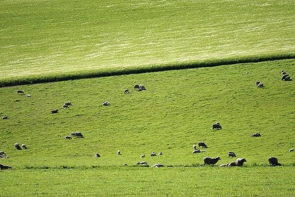 Distant View of Sheep Grazing in Lush Green Pasture