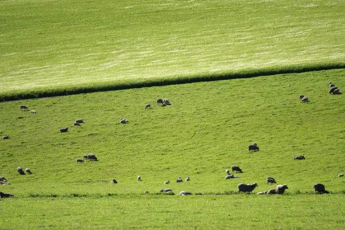 Framed Print : Distant View of Sheep Grazing in Lush Green Pasture Framed Print : Distant View of Sheep Grazing in Lush Green Pasture