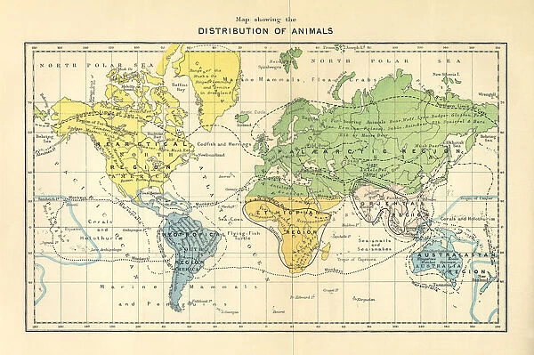 Distribution of Animals Map, Engraving, 1892