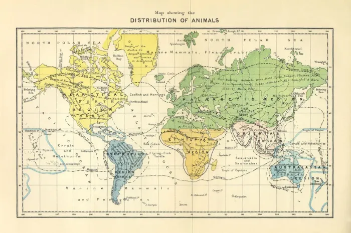 Framed Print : Distribution of Animals Map, Engraving, 1892 Framed Print : Distribution of Animals Map, Engraving, 1892