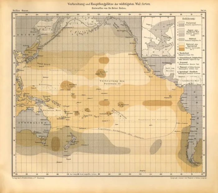 Framed Print : Distribution and Inventories of the Most Important Tree Species Chart, Pacific Ocean, German Antique Victorian Engraving, 1896 Framed Print : Distribution and Inventories of the Most Important Tree Species Chart, Pacific Ocean, German Antique Victorian Engraving, 1896