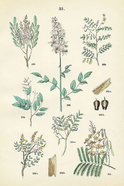 Dittany, peacock flower, sharp-leaved senna, bloodwood tree, copaiba, mahogany, bitterwood - Botanical illustration 1883