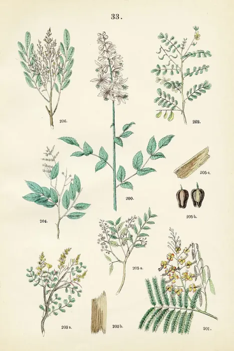 Framed Print : Dittany, peacock flower, sharp-leaved senna, bloodwood tree, copaiba, mahogany, bitterwood - Botanical illustration 1883 Framed Print : Dittany, peacock flower, sharp-leaved senna, bloodwood tree, copaiba, mahogany, bitterwood - Botanical illustration 1883