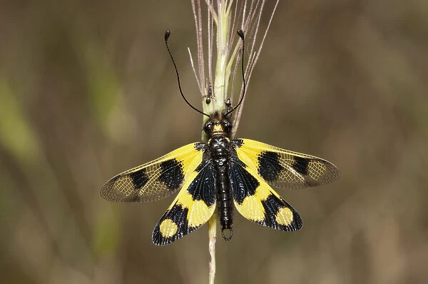 Diurnal Owlfly -Libelloides macaronius-, open wing position, Palaiokastro, Serres, Macedonia, Greece