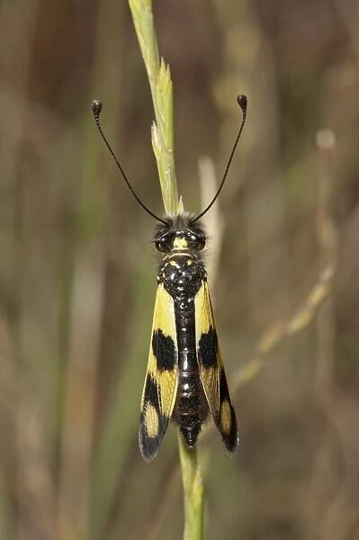 Diurnal Owlfly -Libelloides macaronius-, closed wing position, Palaiokastro, Macedonia, Greece