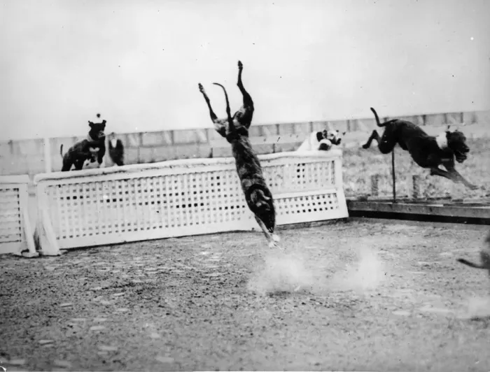 Framed Print : Dive! Doggy! Dive Framed Print : Dive! Doggy! Dive