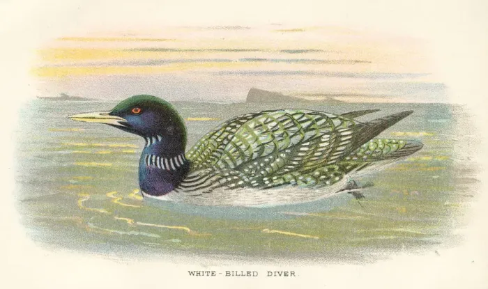 Framed Print : Diver birds from Great Britain 1897 Framed Print : Diver birds from Great Britain 1897