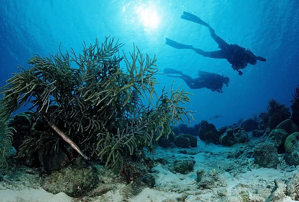 Divers swimming above coral reef, Cuba, Caribbean Sea