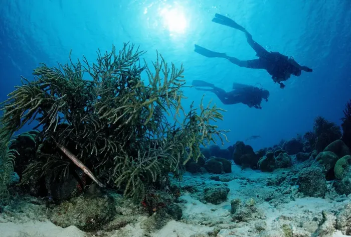 Framed Print : Divers swimming above coral reef, Cuba, Caribbean Sea Framed Print : Divers swimming above coral reef, Cuba, Caribbean Sea