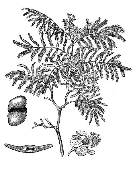 Divi-divi Tree - Caesalpinia coriaria