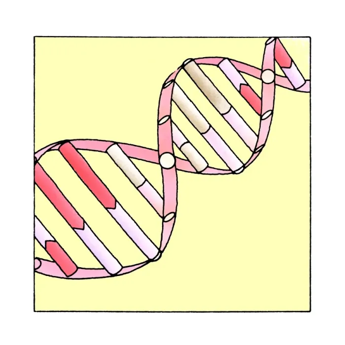 Framed Print : DNA helix model Framed Print : DNA helix model