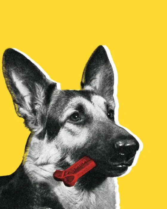 Framed Print : Doberman. http: / / csaimages.com / images / istockprofile / csa_vector_dsp.jpg Framed Print : Doberman. http: / / csaimages.com / images / istockprofile / csa_vector_dsp.jpg