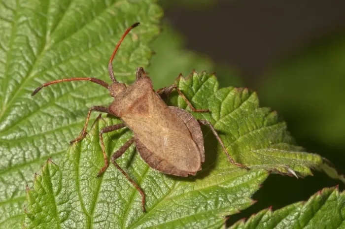 Framed Print : Dock Bug -Coreus marginatus-, Baden-Wurttemberg, Germany Framed Print : Dock Bug -Coreus marginatus-, Baden-Wurttemberg, Germany
