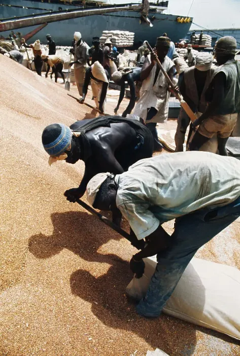 Framed Print : Dock Workers Sacking Grain