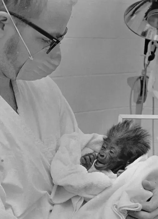 Framed Print : Doctor Cradling Baby Gorilla Framed Print : Doctor Cradling Baby Gorilla