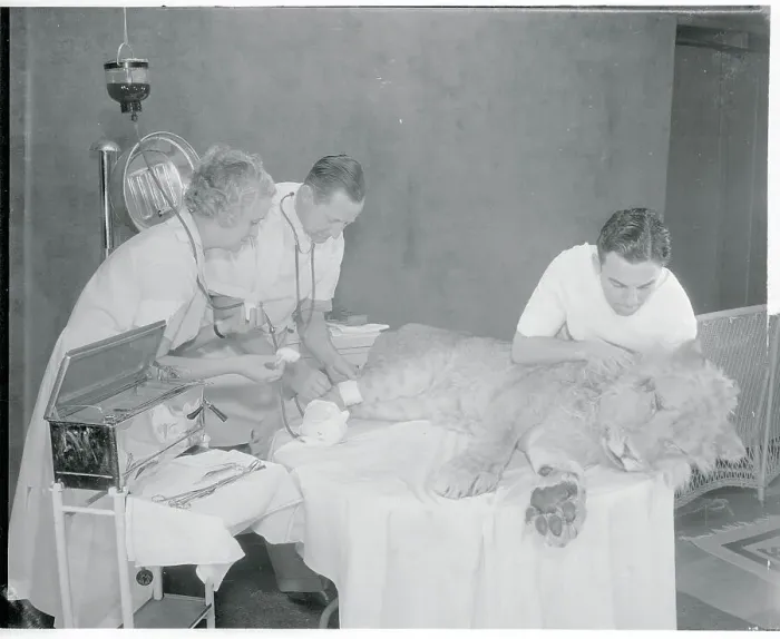 Framed Print : Doctor Performing Transfusion on Lion Framed Print : Doctor Performing Transfusion on Lion