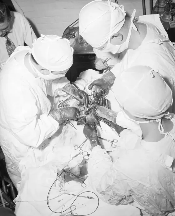 Framed Print : Doctors Performing Surgery on Dog Framed Print : Doctors Performing Surgery on Dog