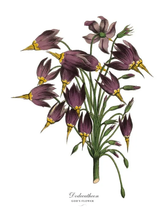 Framed Print : Dodecatheon or Godas Flower Plant, Victorian Botanical Illustration Framed Print : Dodecatheon or Godas Flower Plant, Victorian Botanical Illustration
