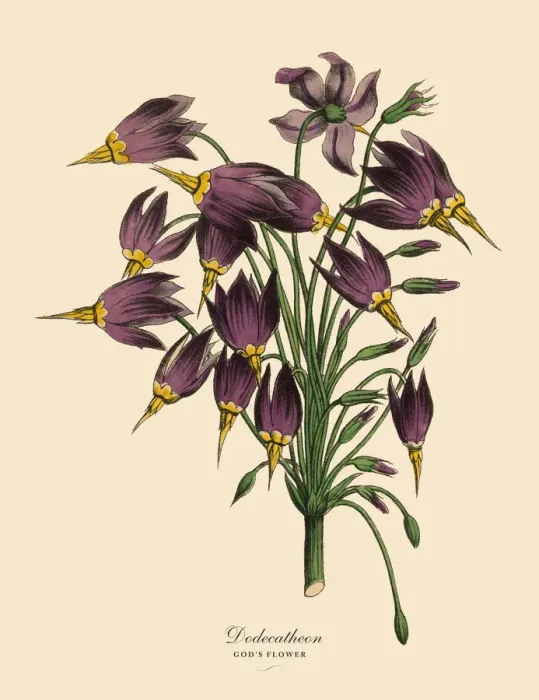 Framed Print : Dodecatheon or Godas Flower Plant, Victorian Botanical Illustration Framed Print : Dodecatheon or Godas Flower Plant, Victorian Botanical Illustration