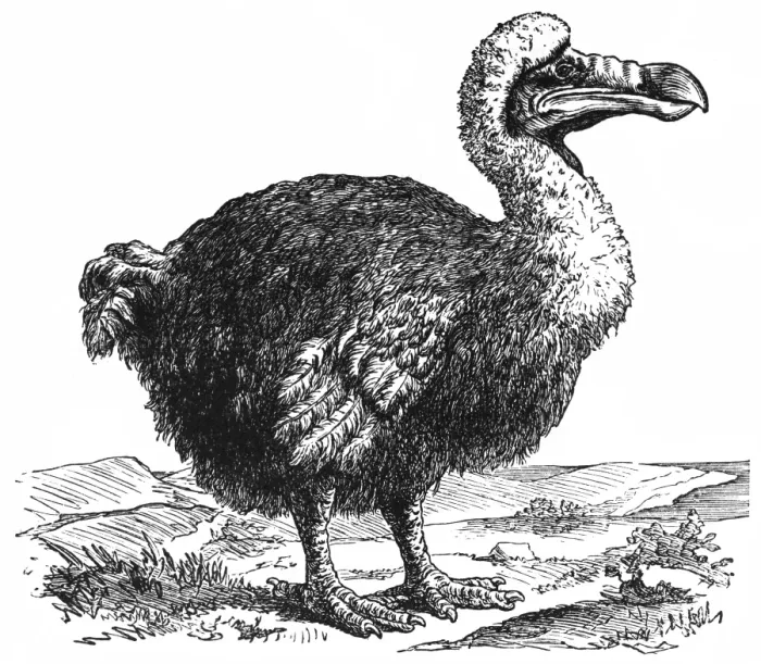 Framed Print : Dodo (Raphus cucullatus) Framed Print : Dodo (Raphus cucullatus)