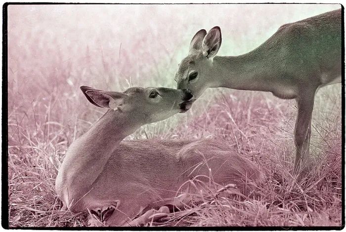 Framed Print : Doe and Fawn Nuzzling Noses
