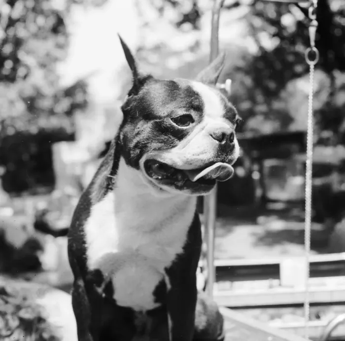 Framed Print : Dog. A dog Framed Print : Dog. A dog