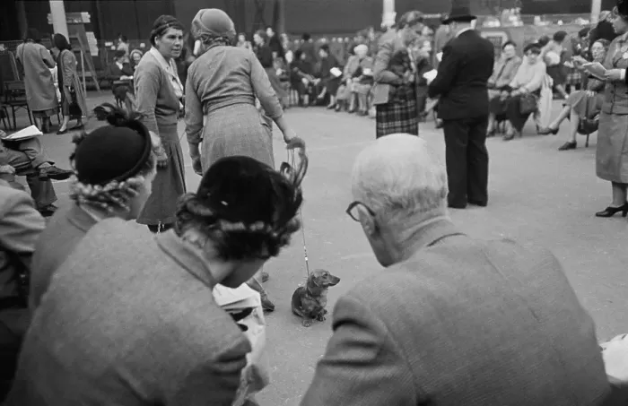 Framed Print : Dog Show. Spectators appraising one of the contestants in a dog show, 1952 Framed Print : Dog Show. Spectators appraising one of the contestants in a dog show, 1952