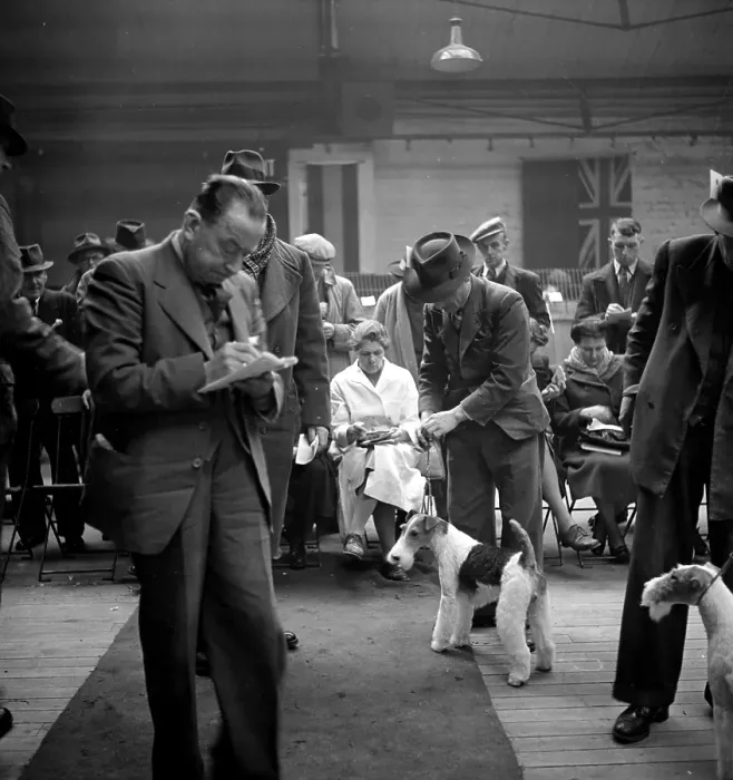 Framed Print : Dog Show. 10th April 1948: A wire-haired fox terrier being shown at a dog show Framed Print : Dog Show. 10th April 1948: A wire-haired fox terrier being shown at a dog show
