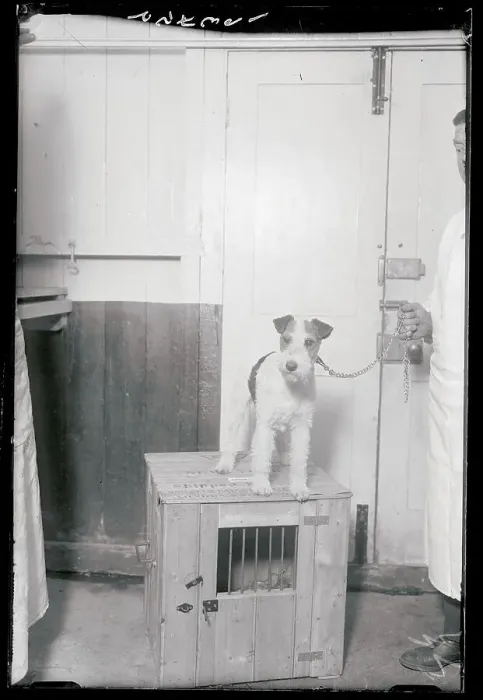 Framed Print : Dog Atop Cage Framed Print : Dog Atop Cage