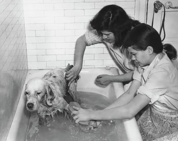 Framed Print : Dog Bath. Two girls give a bath to a dog, circa 1950 Framed Print : Dog Bath. Two girls give a bath to a dog, circa 1950