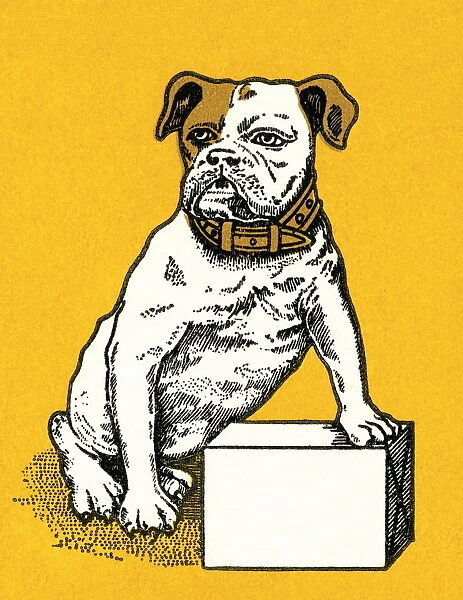 Dog on a box