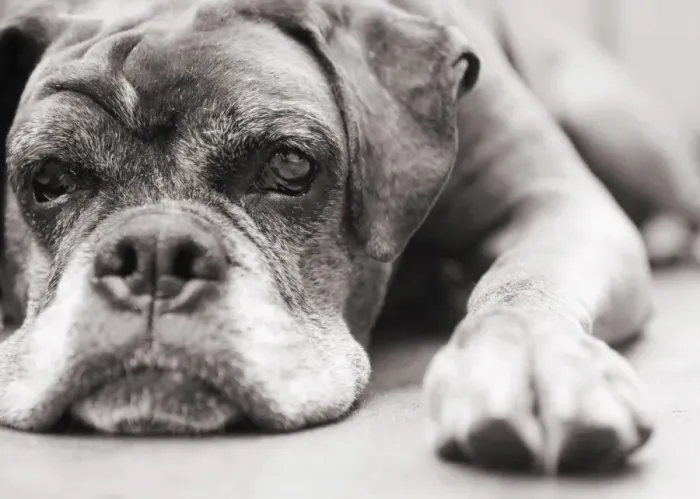 Framed Print : Dog, boxer, boxer, lying Framed Print : Dog, boxer, boxer, lying