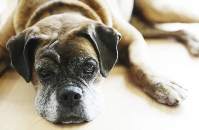 Framed Print : Dog, brown, boxer, lying Framed Print : Dog, brown, boxer, lying
