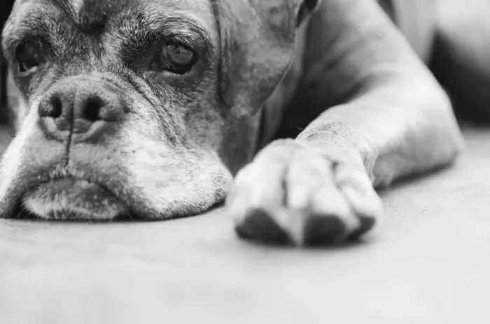 Framed Print : Dog, brown, boxer, lying Framed Print : Dog, brown, boxer, lying